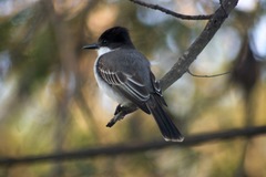 Tyrannus caudifasciatus
