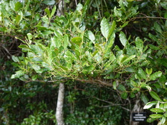 Image of Cassinopsis madagascariensis