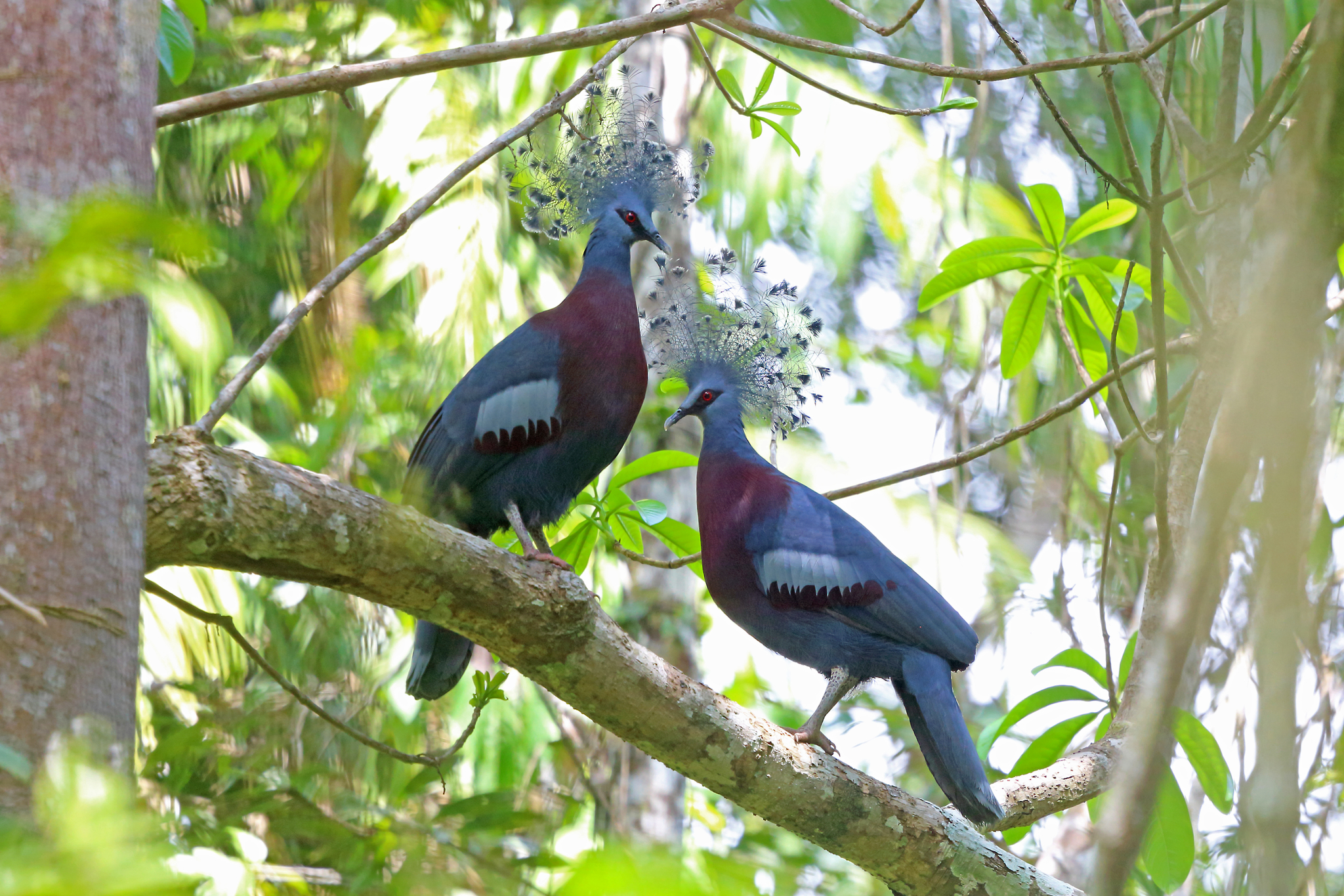 Victoria Crowned-Pigeon (Goura victoria)