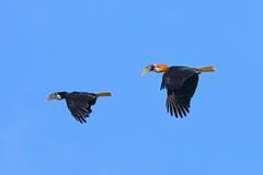 Blyth's Hornbill photo 3