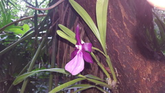Miltonia moreliana