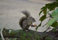 Sciurus aestuans ingrami