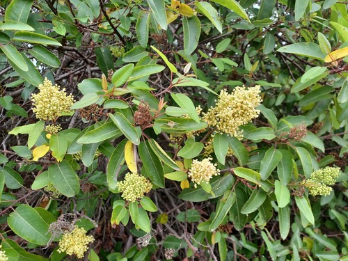 iNaturalist observation photo of laurel sumac