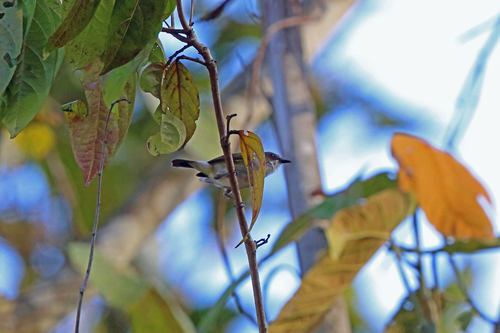 Gerygone chloronota