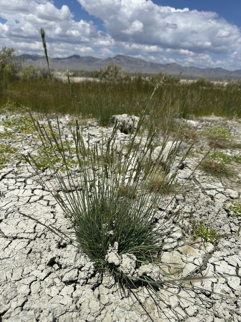 alkali bluegrass from Nye, Nevada, United States on June 8, 2023 at 11
