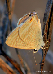 Lampides boeticus