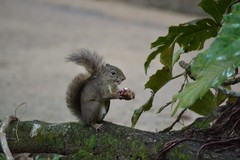 Sciurus aestuans ingrami