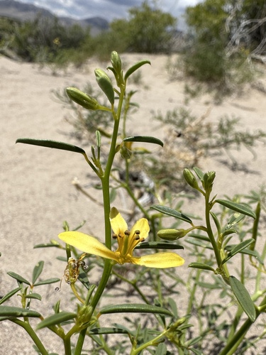 Image of Carsonia sparsifolia by (c) Matt Berger, some rights reserved (CC BY)