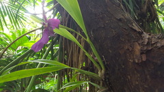 Miltonia moreliana