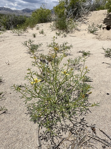 Image of Carsonia sparsifolia by (c) Matt Berger, some rights reserved (CC BY)