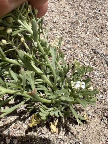 Image of Lepidium montanum by (c) Matt Berger, some rights reserved (CC BY)