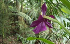 Miltonia moreliana