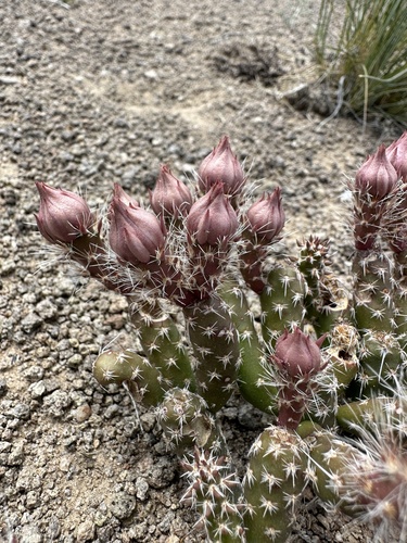 Image of Micropuntia pulchella by (c) Matt Berger, some rights reserved (CC BY)