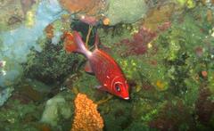 Sargocentron caudimaculatum
