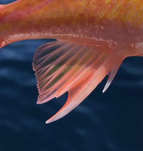Swordspine rockfish (Sebastes ensifer) — Sebastidae — 4