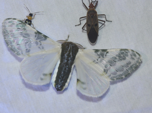 Polilla de seda