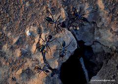 Cataglyphis longipedem