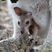 Red-necked Wallaby - Photo (c) baka, some rights reserved (CC BY-NC)