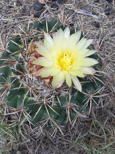 Cactus (Coryphantha pycnacantha)