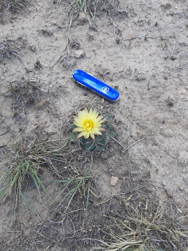 Coryphantha pycnacantha