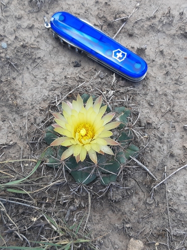 Image of Coryphantha pycnacantha by (c) Comisión Estatal de Biodiversidad del Estado de Hidalgo, some rights reserved (CC BY-SA)