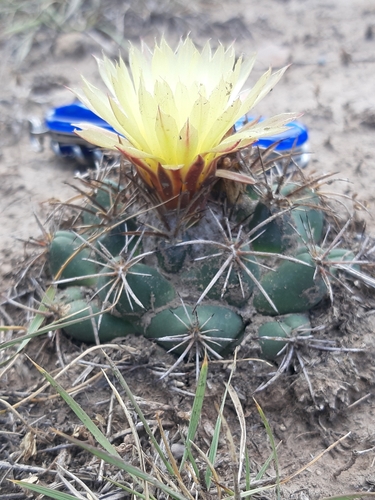 Image of Coryphantha pycnacantha by (c) Comisión Estatal de Biodiversidad del Estado de Hidalgo, some rights reserved (CC BY-SA)