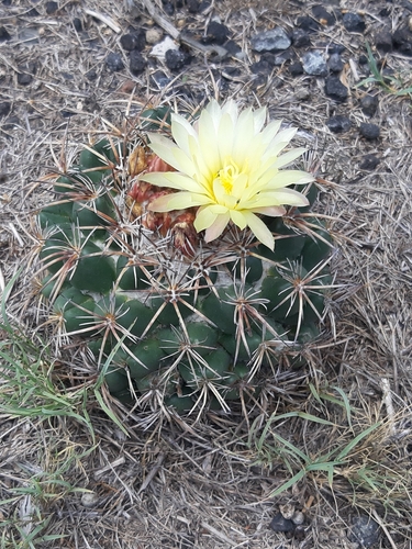 Coryphantha pycnacantha