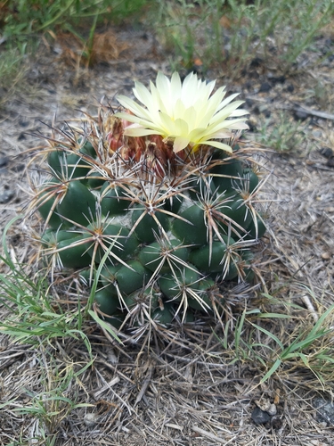 Image of Coryphantha pycnacantha by (c) Comisión Estatal de Biodiversidad del Estado de Hidalgo, some rights reserved (CC BY-SA)