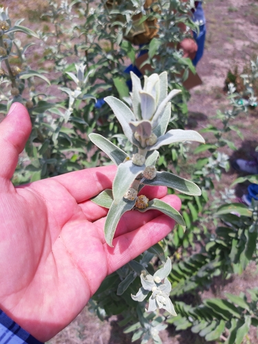 Buddleja perfoliata (Buddleja perfoliata)