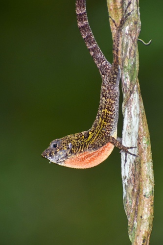 Bueycito Anole