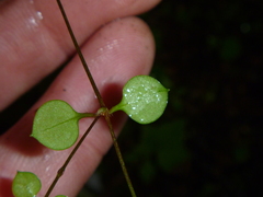 Stellaria parviflora