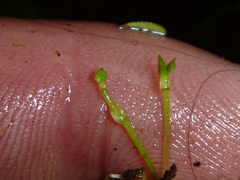 Stellaria parviflora