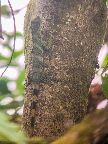Anolis kathydayae