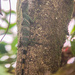 Fortuna Pass Giant Anole - Photo (c) Roger A. Morales-Flores, some rights reserved (CC BY), uploaded by Roger A. Morales-Flores