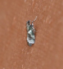Sciota subcaesiella