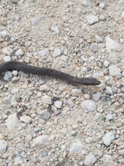 Alsophis rijgersmaei