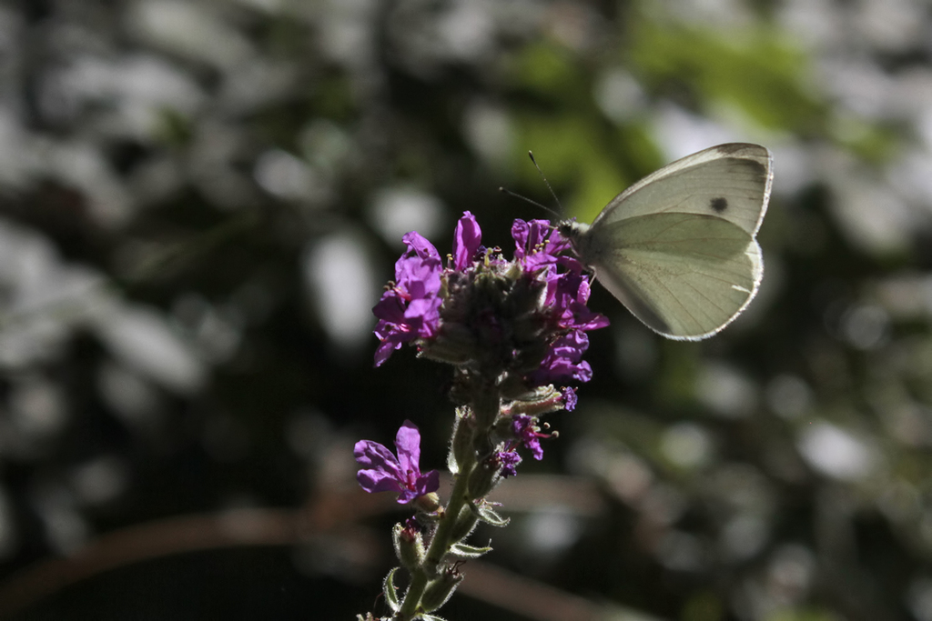 Pieris persis