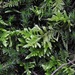 Homalothecium megaptilum - Photo (c) Andrew Simon, algunos derechos reservados (CC BY-NC), subido por Andrew Simon
