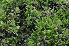 Homalothecium megaptilum