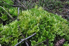 Homalothecium megaptilum