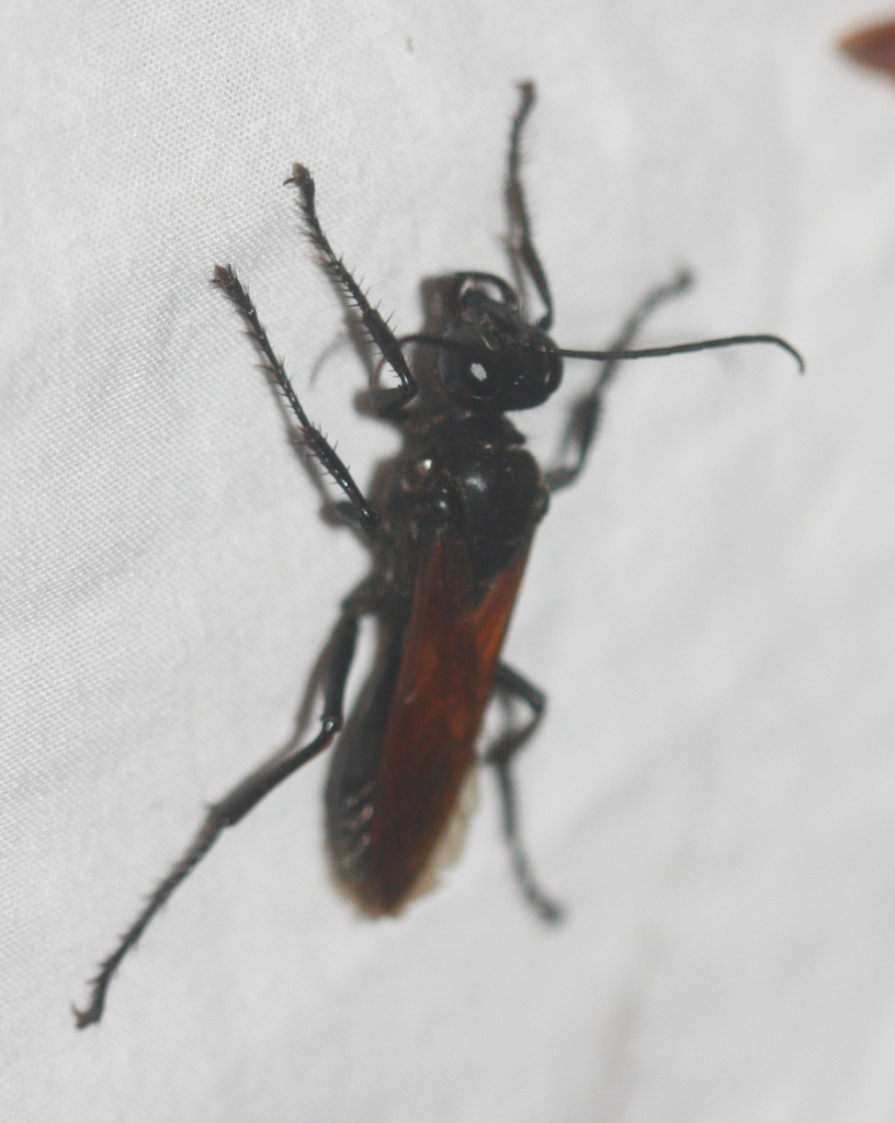 Sphex tepanecus