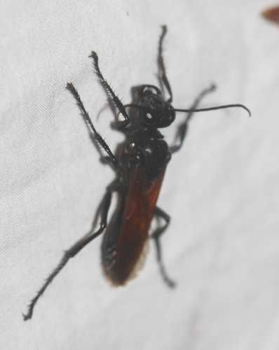 Sphex tepanecus