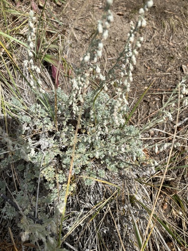 fringed sagebrush