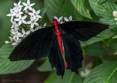 Atrophaneura semperi
