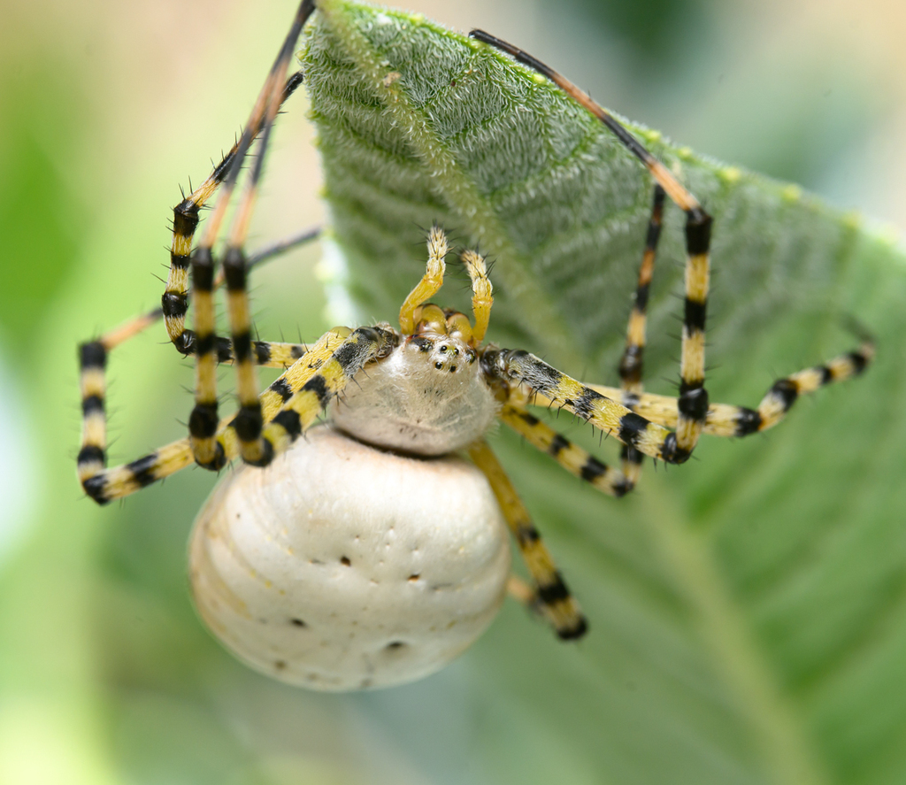 Banded Garden Spider from San Diego County, CA, USA on September 17 ...