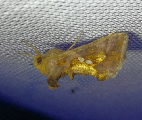 Chrysodeixis chalcites