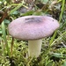 Russula sericeonitens - Photo (c) mandiequark, some rights reserved (CC BY-NC)