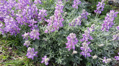 Lupinus albifrons collinus
