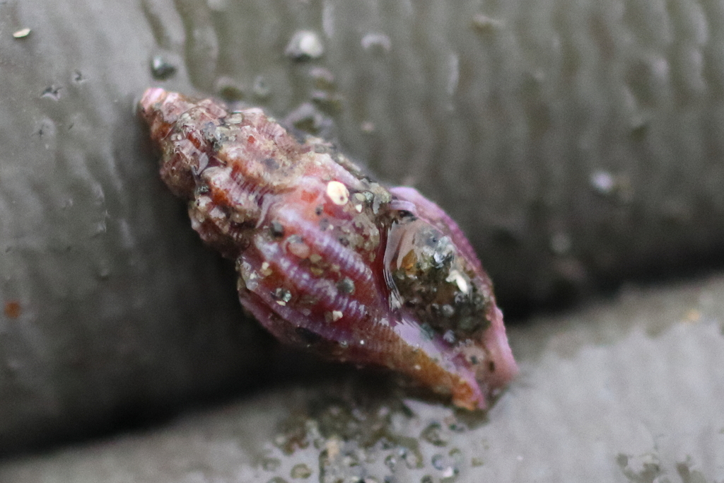 Oenopota tabulata