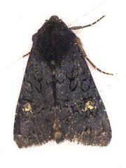 Melanapamea mixta